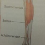 Detail showing the gastrocnemis muscle